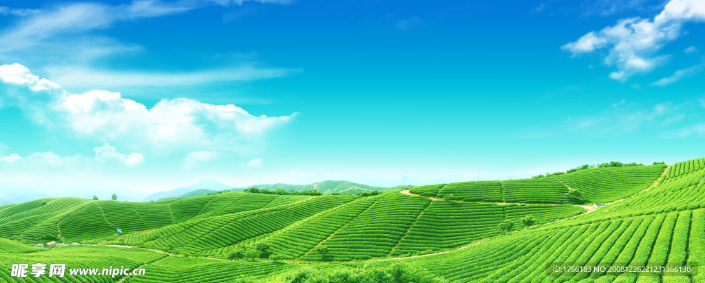 美丽的茶园