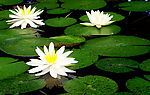 蓮花