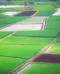 稻田风光