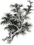 洋槐树1