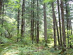 九寨沟原始森林