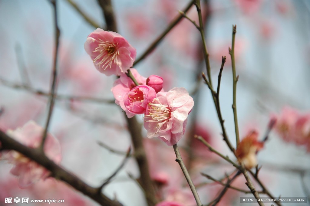 桃花