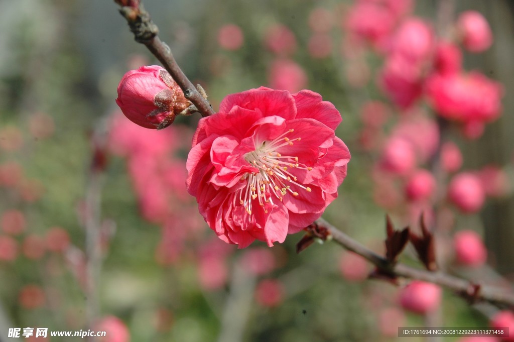 桃花