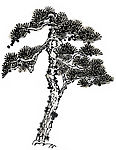 松树10