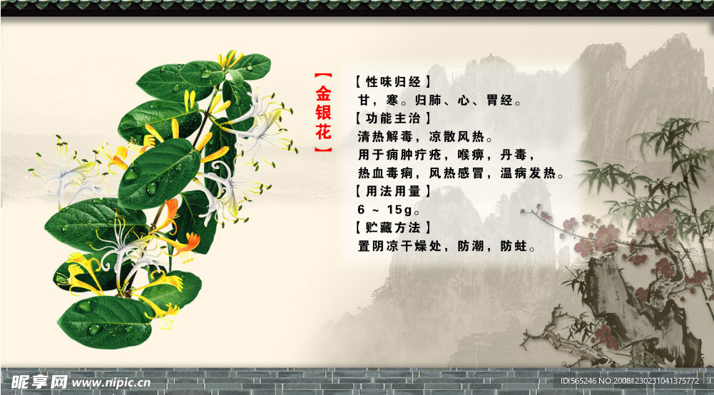 金银花