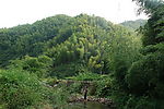山野竹林