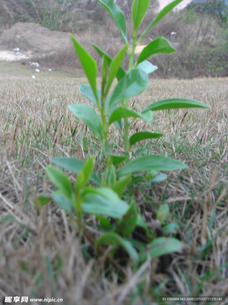 树苗