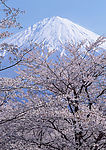 富士山櫻花