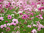 粉色小花