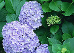 紫阳花