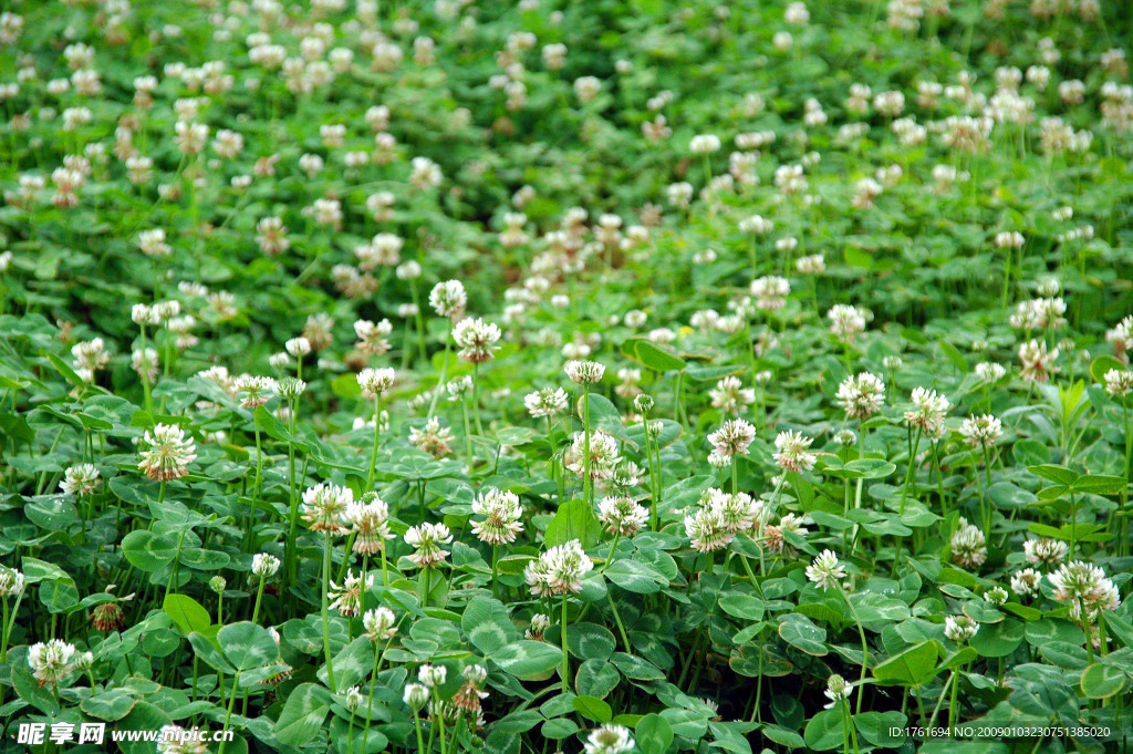 白花