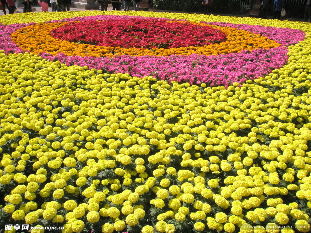 菊花