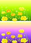 花卉 太阳花