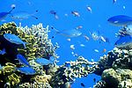 高清晰海底世界