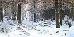 林海雪原
