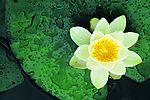莲花