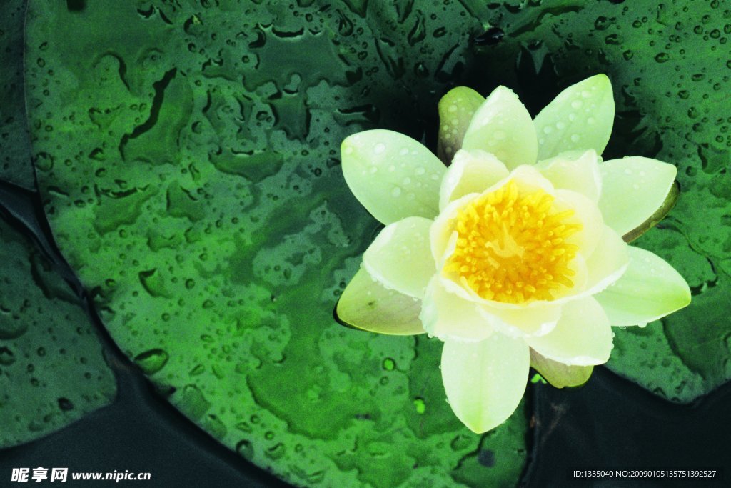 莲花