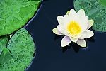 莲花