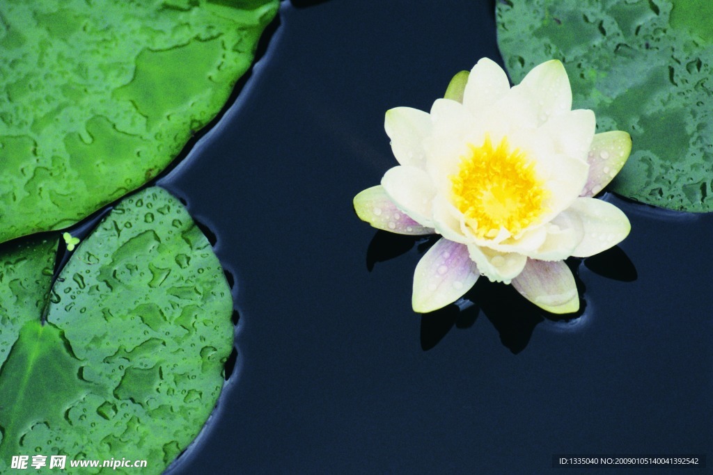 莲花