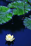 莲花