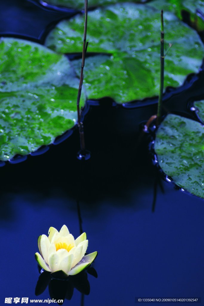 莲花