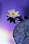 莲花