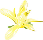玉兰花1