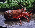 海鲜大龙虾