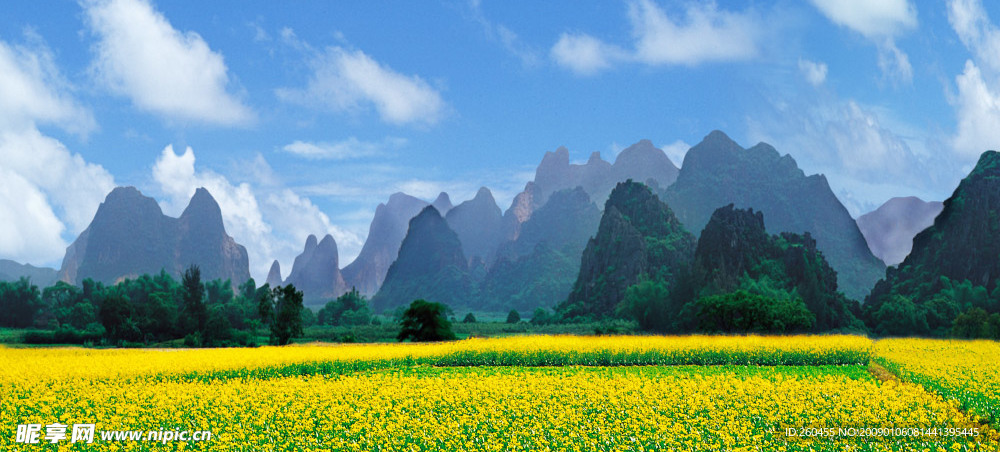 油菜田风景