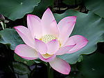 出水芙蓉