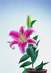 花艺摆设