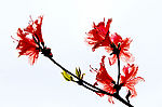 杜鹃花