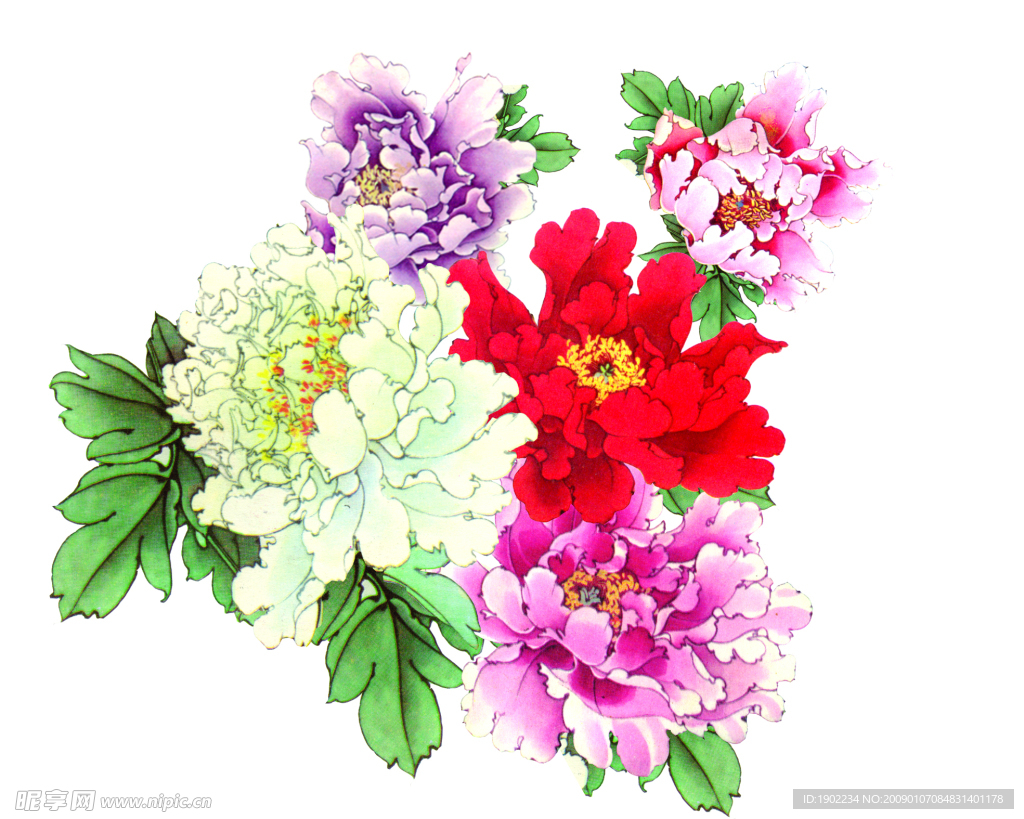牡丹花