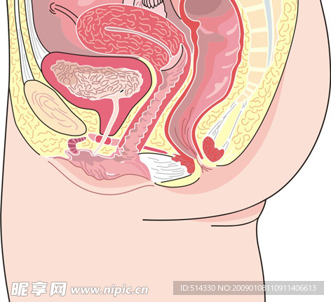 女性生殖系统剖面图