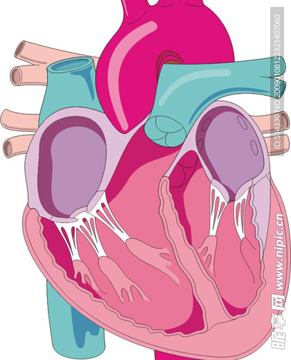 心脏剖面图