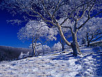 冬季雪景 树 雪地