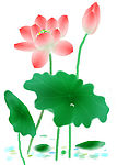 绘画荷花