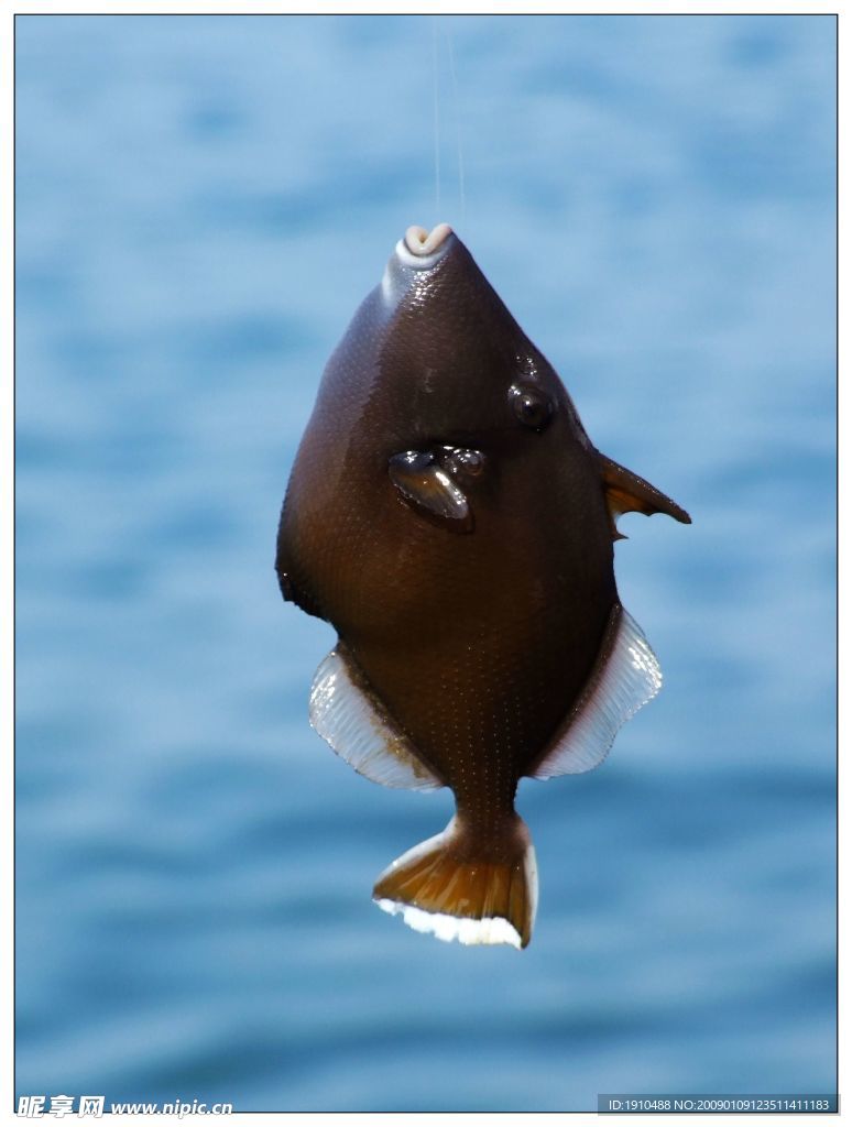 海南钓鱼