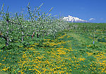 野花遍地