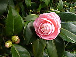 山茶花图片