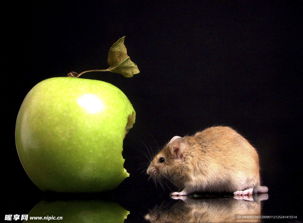 偷吃苹果的老鼠