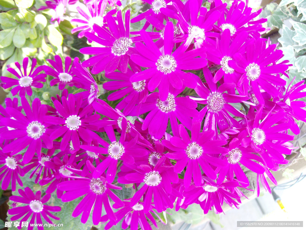 菊花展