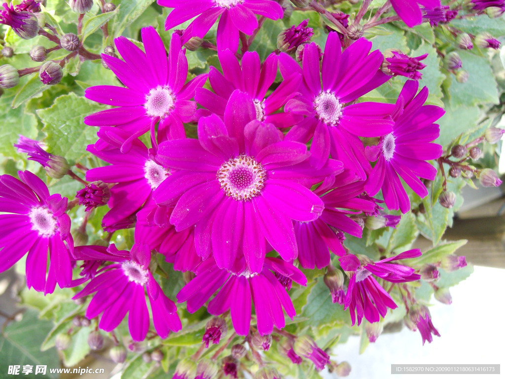 菊花展