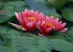 莲花