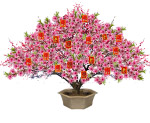 桃花