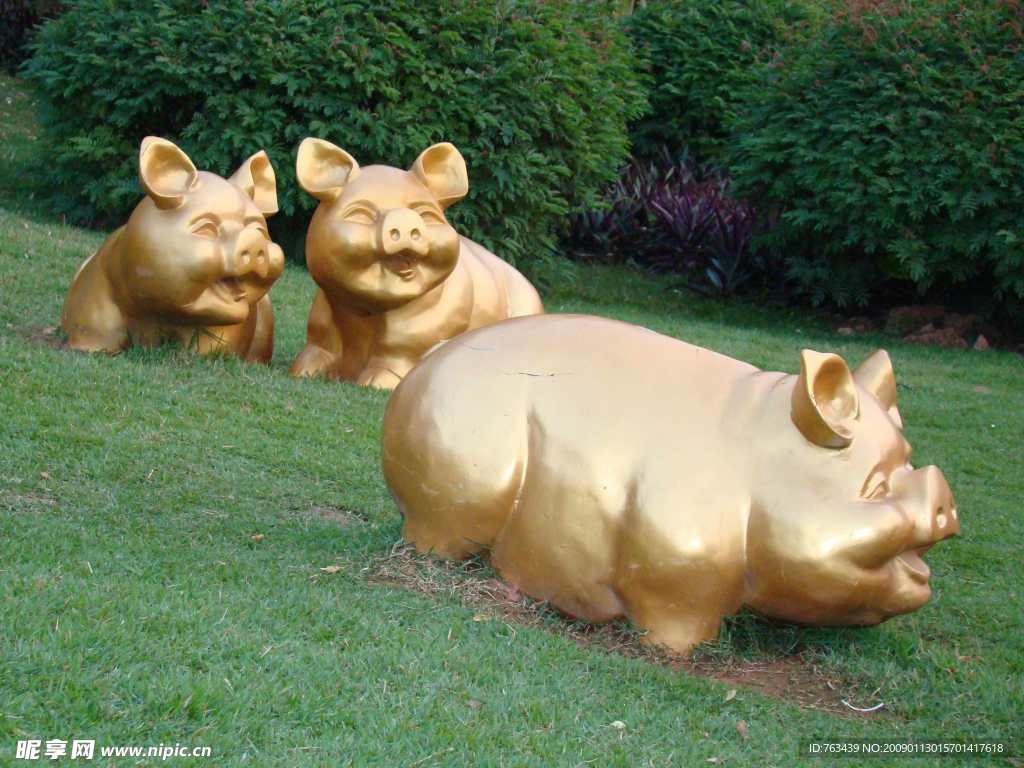 金猪