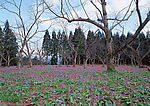 野花遍地