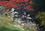 芦苇