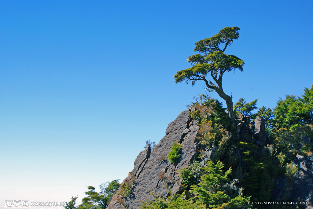 高山玉樹