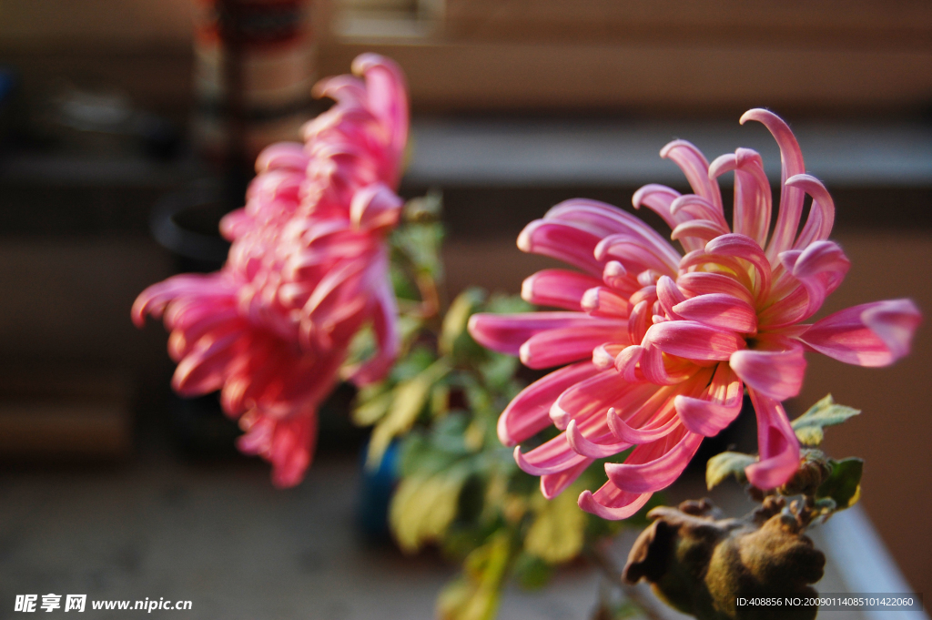 菊花